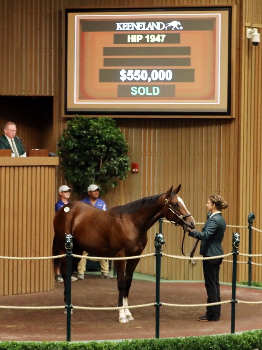 $550,000 | Colt o/o Namaste's Wish | Purchased by Muir Hut Stables | '22 KEESEP | Z photo
