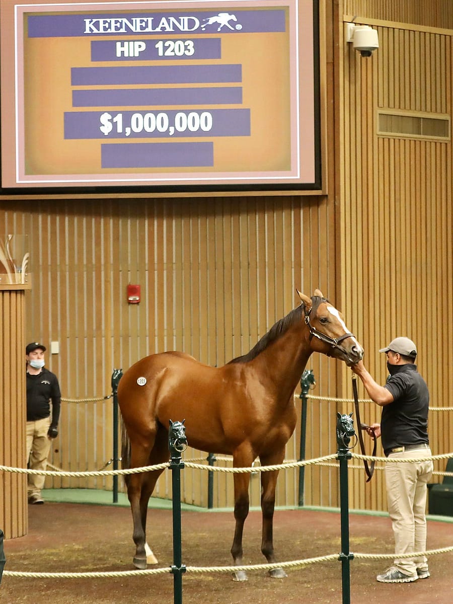 Hip 1203 $1,000,000 colt o/o Teen Pauline | Purchased by Peter Leidel | 2020 KEESEP | Z photo
