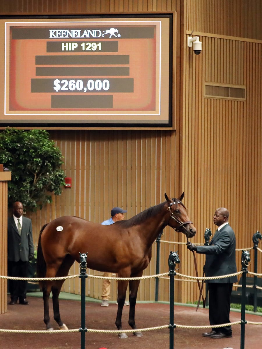 $260,000 | Filly o/o Amarone | Purchased by Tommy Town Thoroughbreds | '22 KEESEP | Z photo