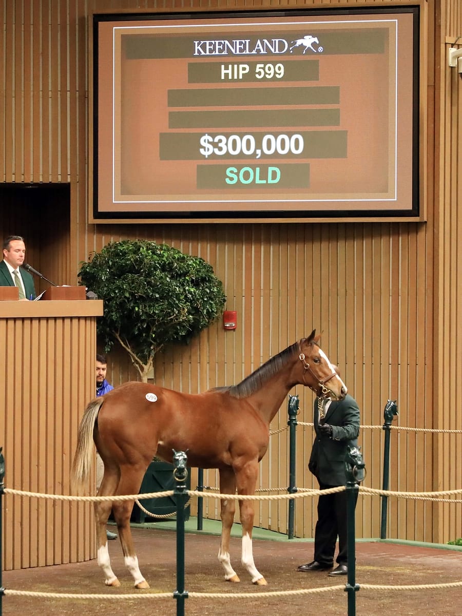$300,000 at '22 KEENOV | Filly o/o Vertical Vision | Purchased by St. Francis | Nicole Finch photo