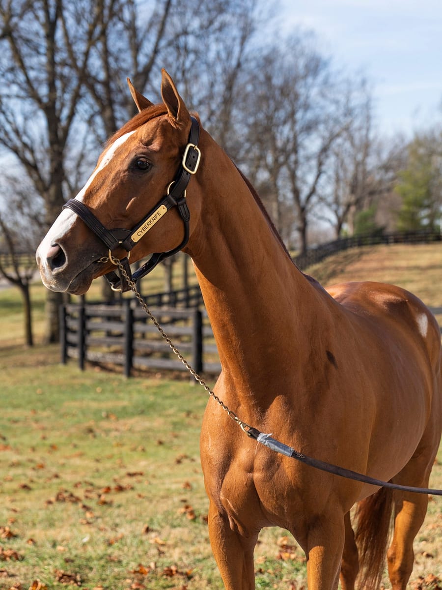 Cyberknife at Spendthrift | Fall 2022 | Nicole Finch photo