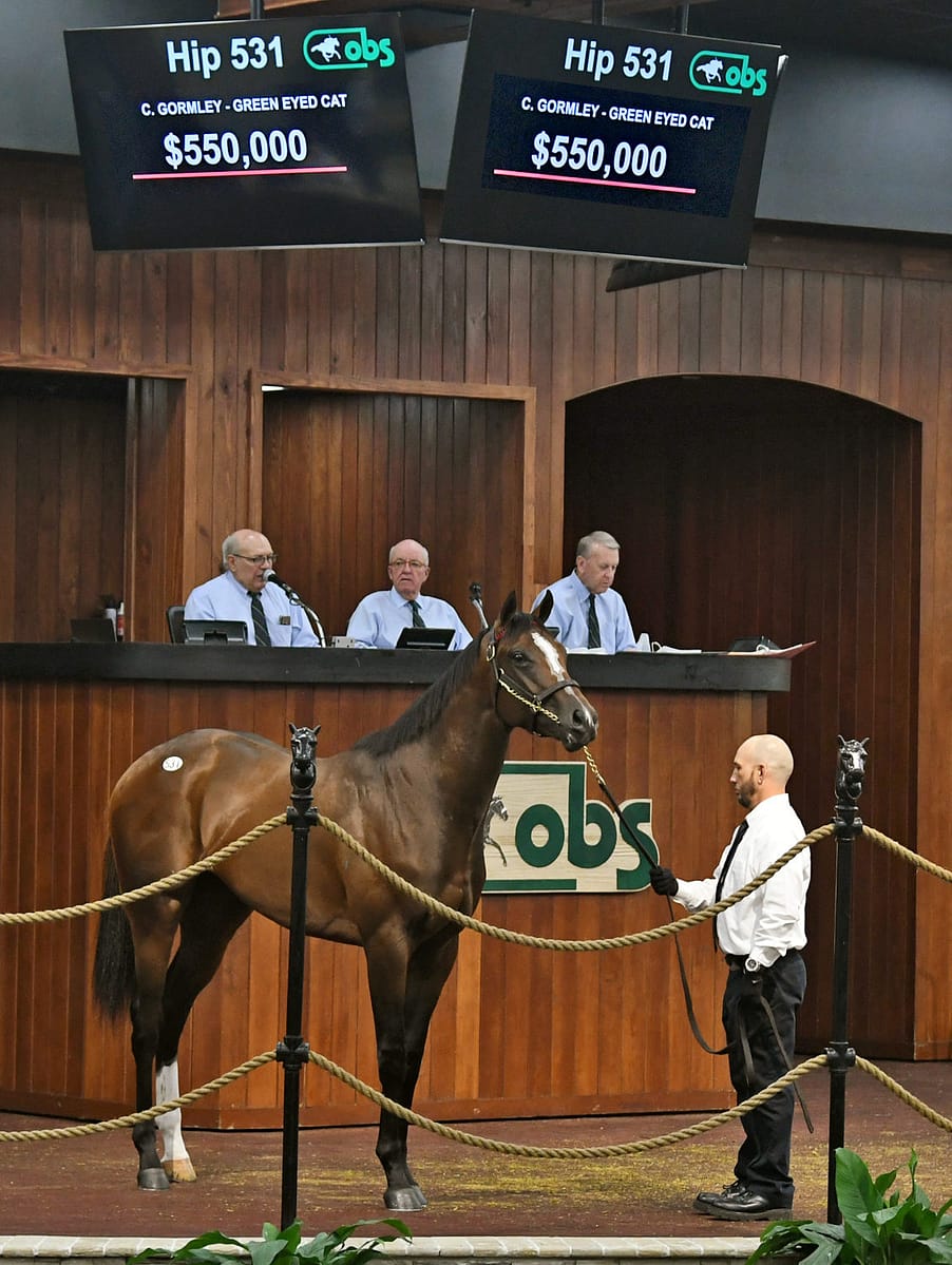 $550,000 colt | Hip 531 | OBS March Sale 2021 | Purchased by Breeze Easy LLC | Photo by Z