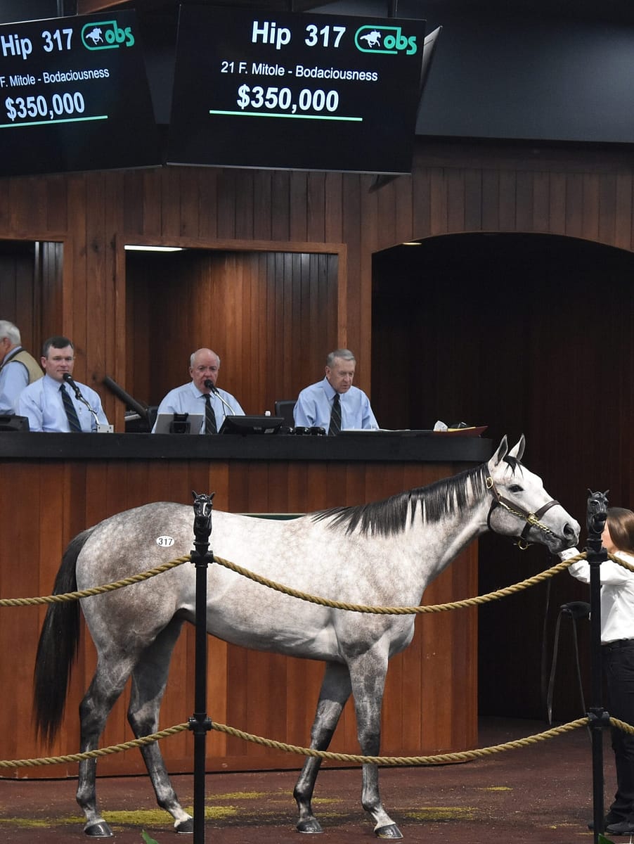 $350,000 | Filly o/o Bodaciousness | Purchased by Marette Farrell, for Exline-Border Racing | '23 OBSMAR | Judit Seipert photo