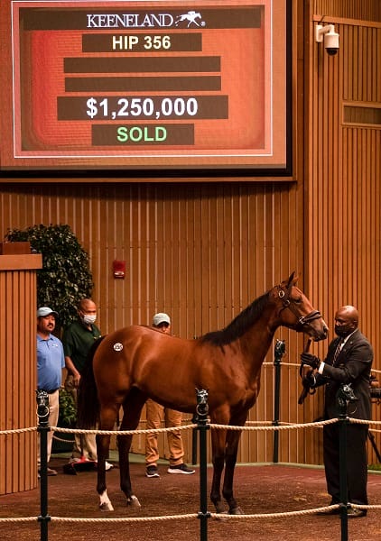 $1.25 million | Hip 356 filly o/o Embellish the Lace | Purchased by Spendthrift Farm | Keeneland September 2021 | Spendthrift Farm Photo
