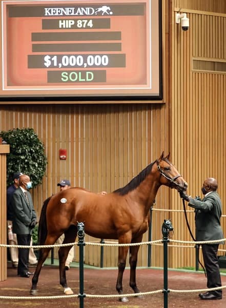 $1 million | Hip 874 colt o/o Secret Someone | Purchased by Mike Ryan | Keeneland September 2021 | Photos by Z
