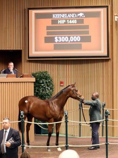 $300,000 | Hip 1446 colt o/o D'cats Meow | Purchased by Toshiyuki Fukumori | Keeneland September | Photos by Z