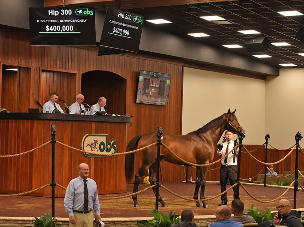 $400,000 colt at OBSMAR | Hip 300 o/o Berningbrightly | Purchased by BBA Ireland Limited | Tibor photo