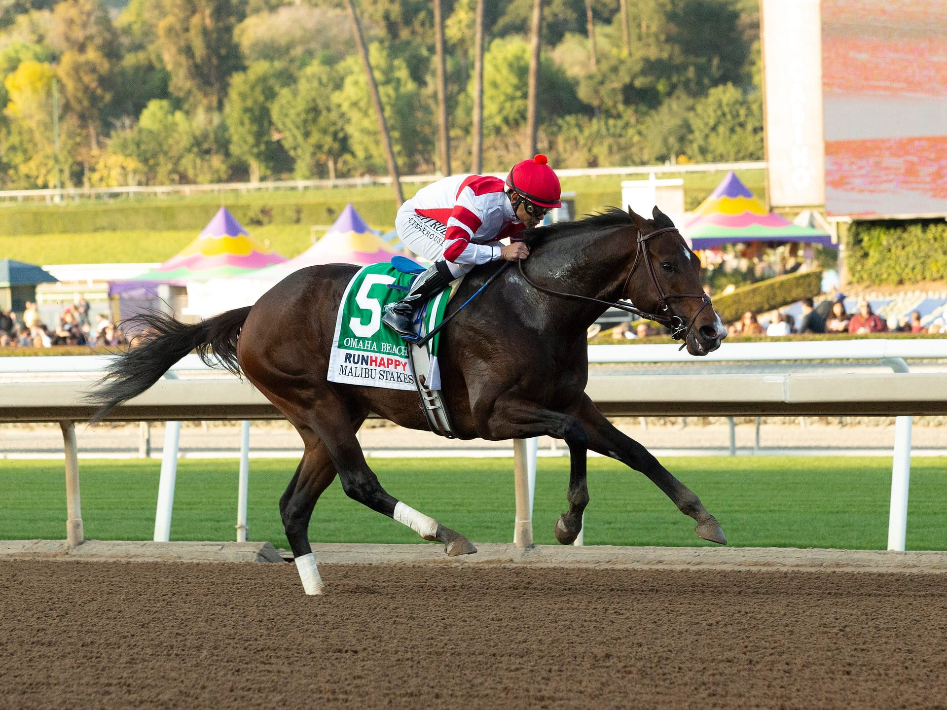 Omaha Beach Thoroughbred Stallion at Spendthrift Farm, KY