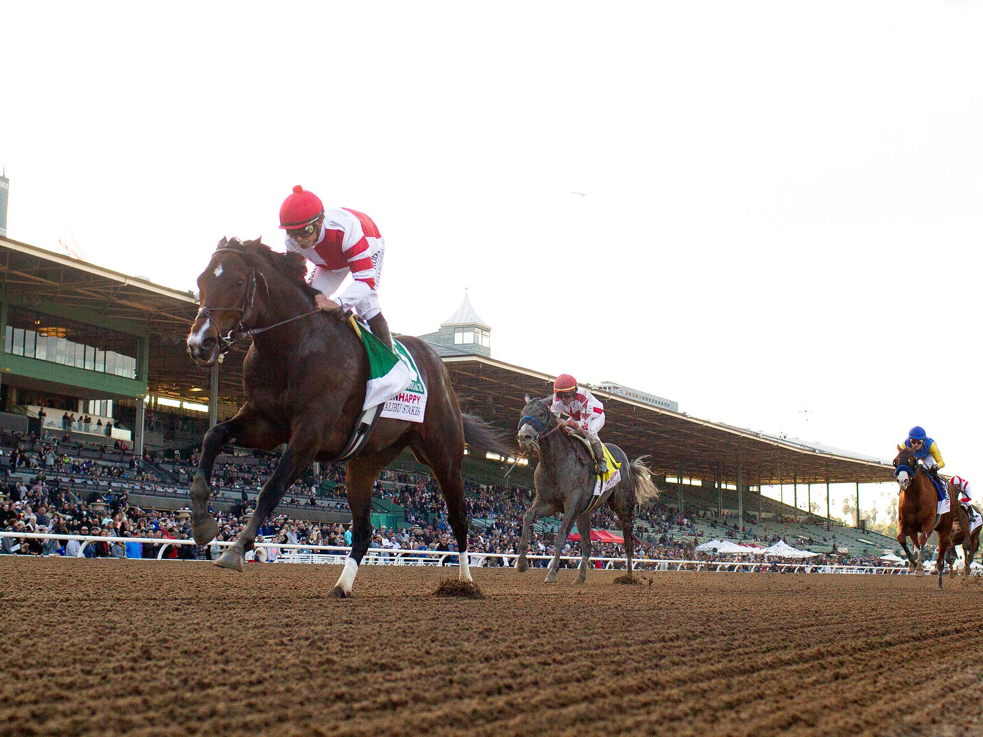 Omaha Beach Thoroughbred Stallion at Spendthrift Farm, KY