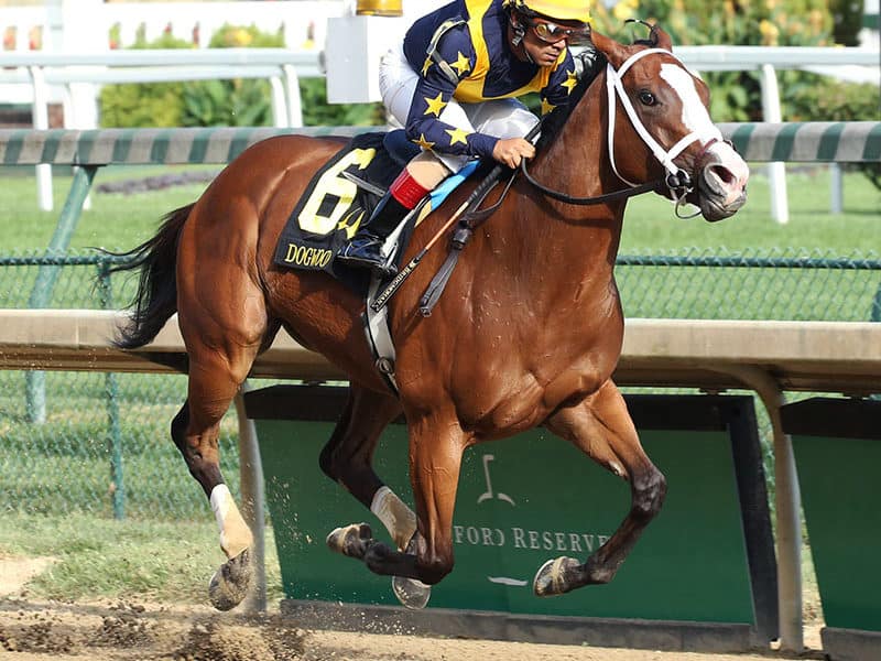 Covfefe sets stakes record, earns 107 Beyer in Churchill’s Dogwood S