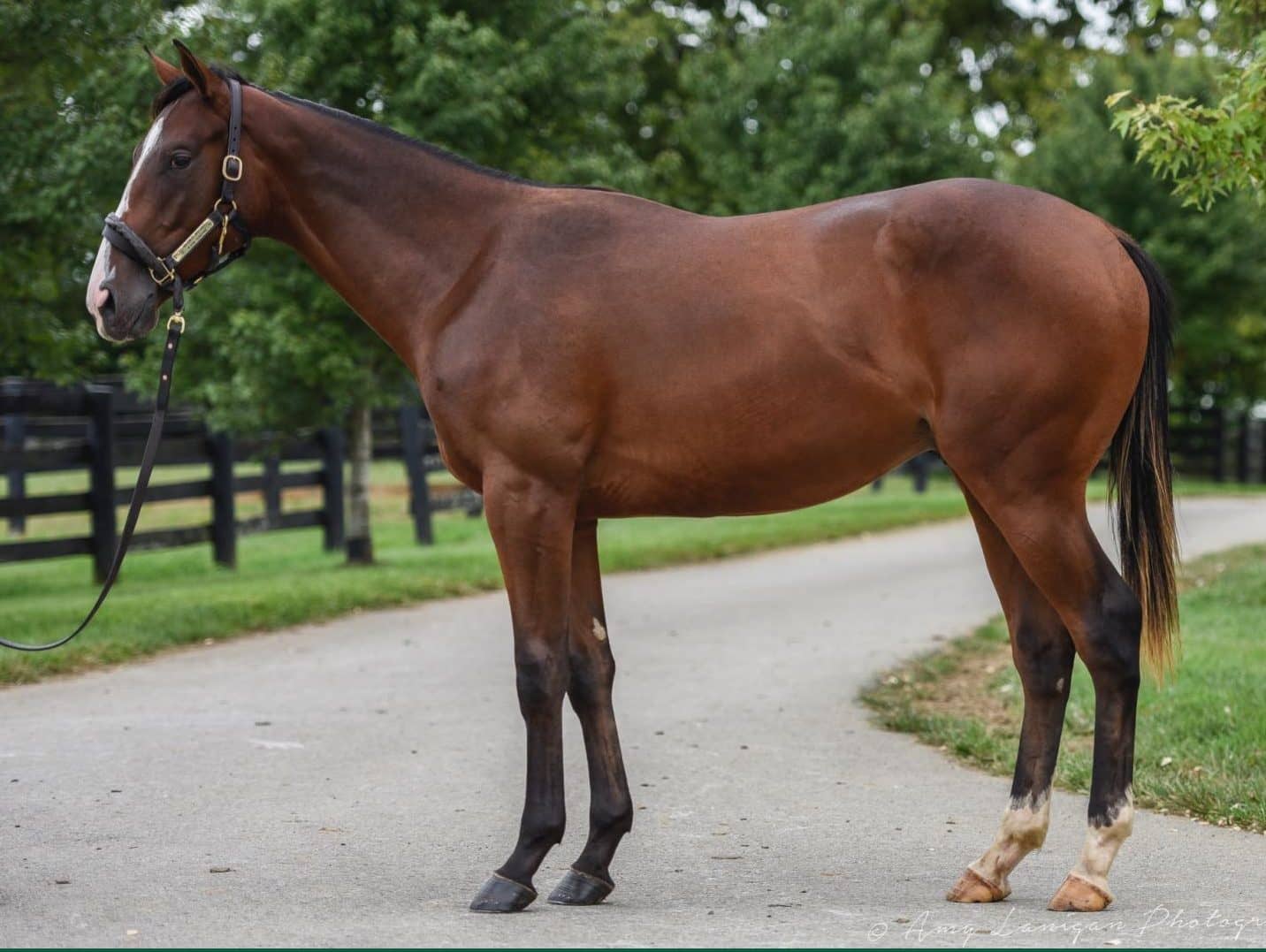 Maximus Mischief - Thoroughbred Stallion at Spendthrift Farm, KY