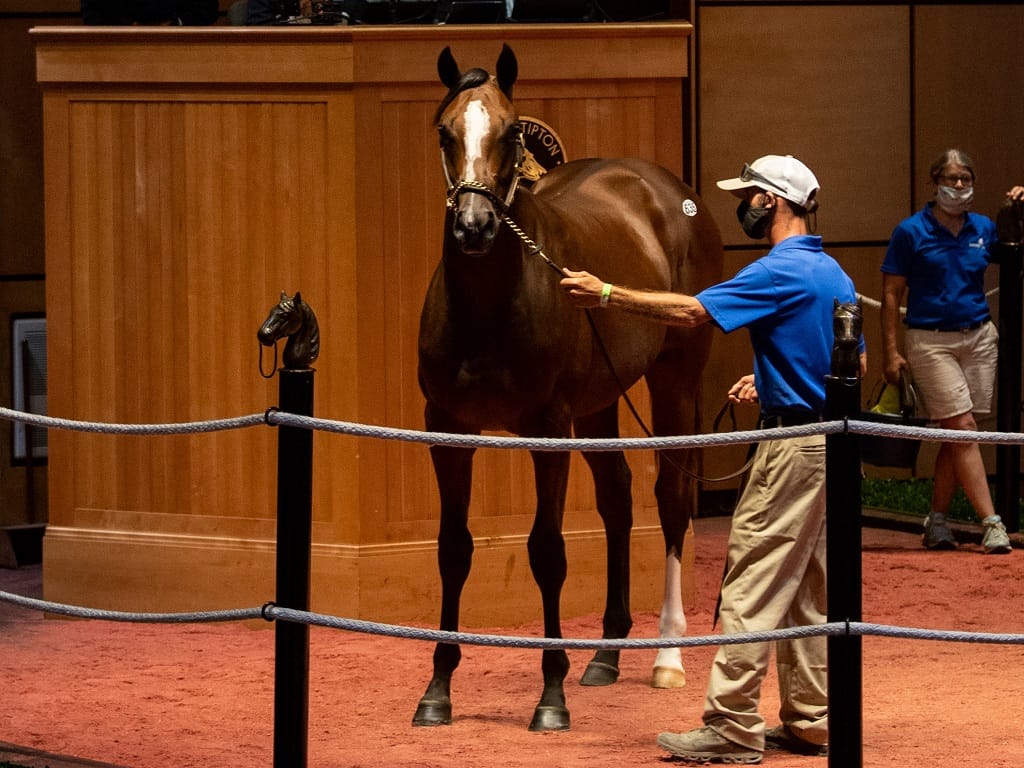 Big returns for Gormley’s first yearlings at FT Spendthrift A Kentucky Thoroughbred