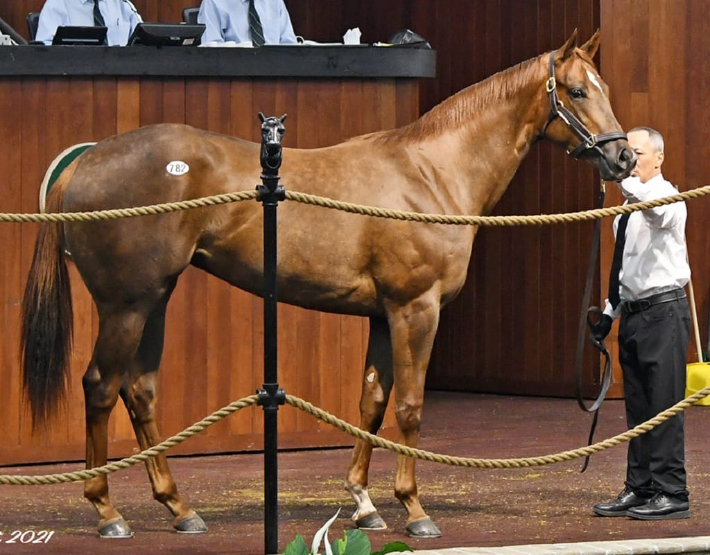 375,000 filly anchors Lord Nelson’s OBS Thursday results Spendthrift