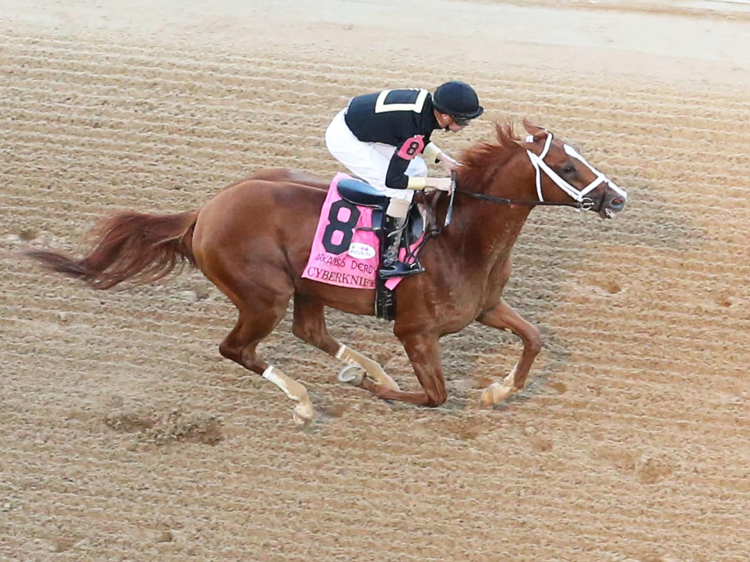 Cyberknife Thoroughbred Stallion at Spendthrift Farm, KY